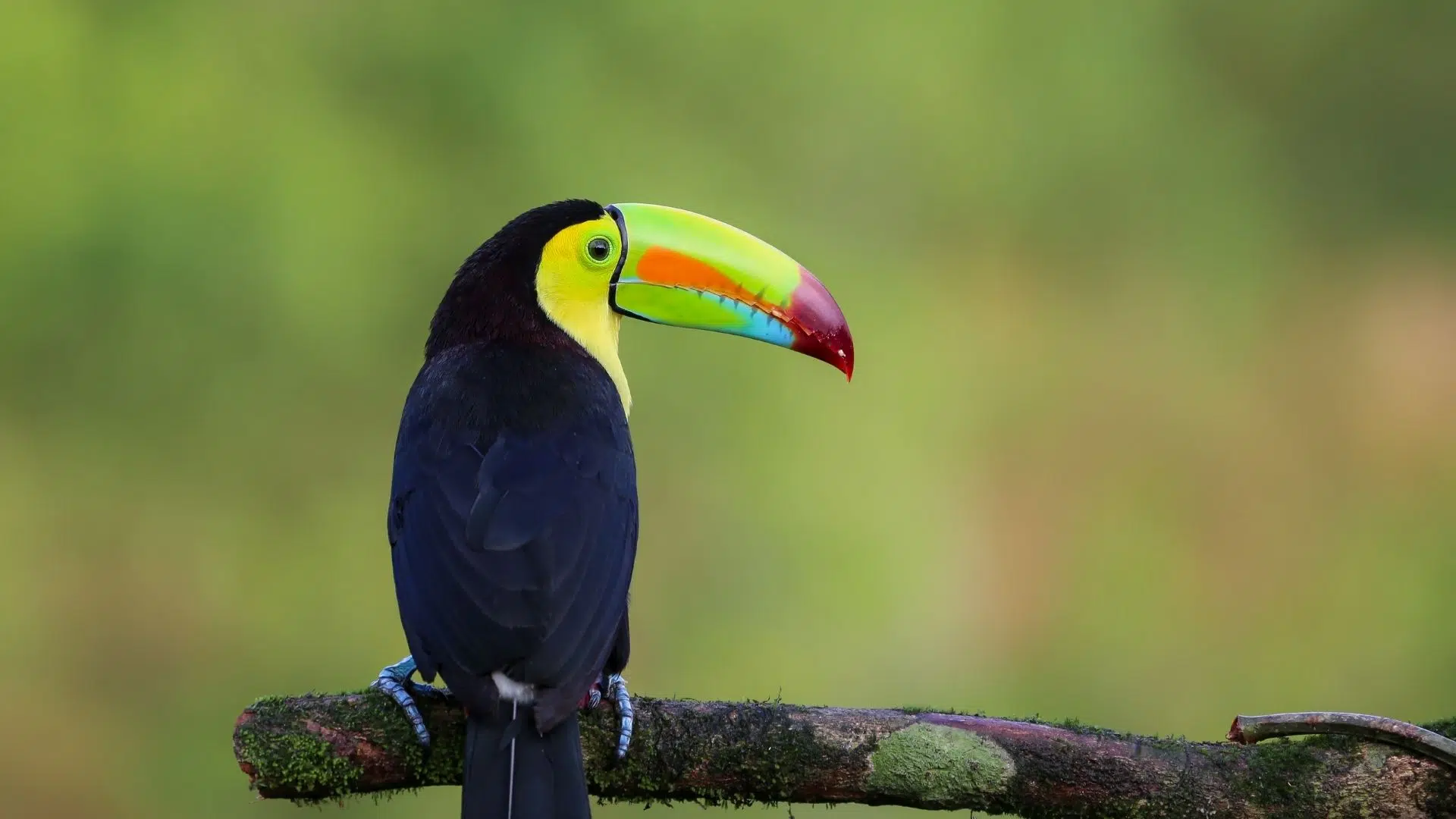 Costa Rica tucan Costa Rican tucan nacional