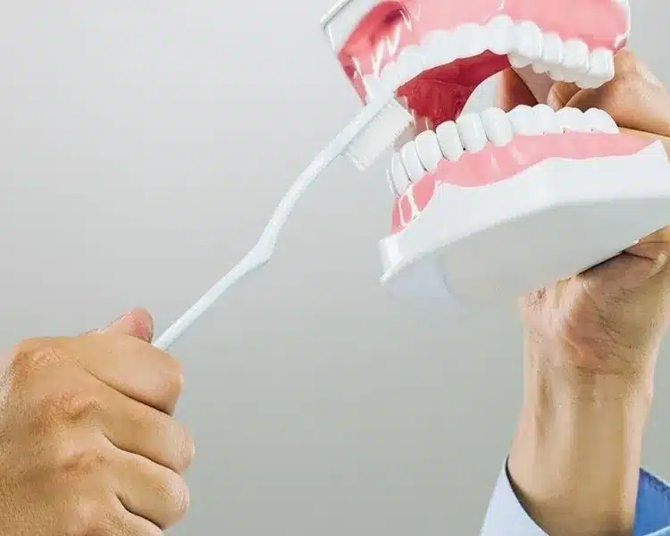Dental model and toothbrush demonstration